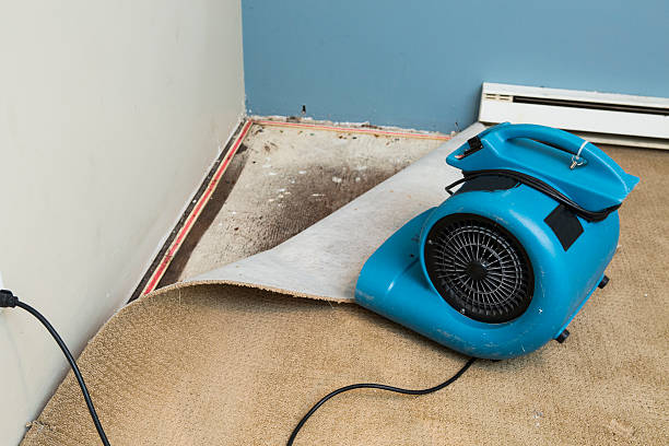 Best Professional water damage repair  in Rio, VA